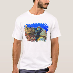 T-shirt Poisson-ange royal Pygoplites diacanthus),