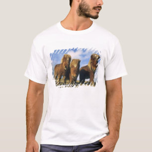 T-shirt Poney Shetland, Shetland continentales,