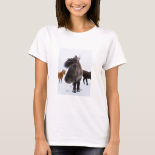 T-shirt Portrait de cheval islandais, Islande