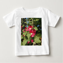 Hollyhocks roses