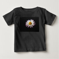 Icna de marguerite commune