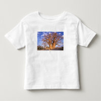 Afrique, Botswana, Delta de l'Okavango. Baobab