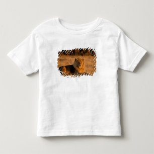 T-shirt Pour Les Tous Petits Afrique, Botswana, Delta de l'Okavango. Lion (Pant
