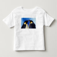 Antarctique, Manchots empereurs