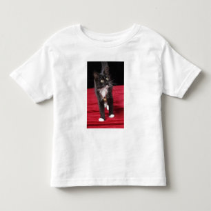 T-shirt Pour Les Tous Petits Chaton noir et blanc à poils courts, 2 mois 1/2