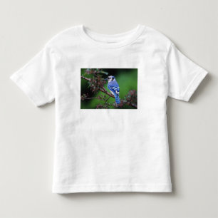 T-shirt Pour Les Tous Petits Geai bleu, Cyaoncitta cristata