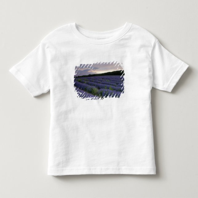 T-shirt Pour Les Tous Petits Gisement de lavande au coucher du soleil (Devant)