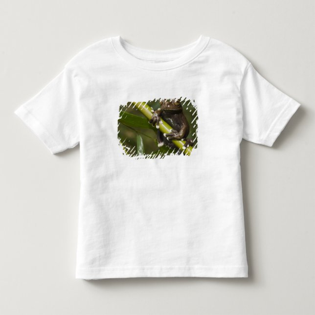 T-shirt Pour Les Tous Petits Grenouille captive Tapichalaca Hyloscirtus 2 (Devant)
