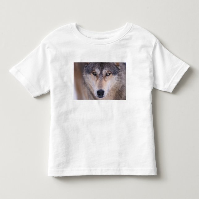 T-shirt Pour Les Tous Petits loup gris, Canis lupus, gros plan des yeux (Devant)