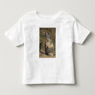 T-shirt Pour Les Tous Petits Marmotte alpine, Marmota marmota, adulte debout