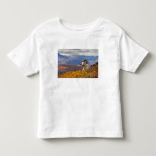 T-shirt Pour Les Tous Petits mouflon de Dall, Ovis dalli, bélier