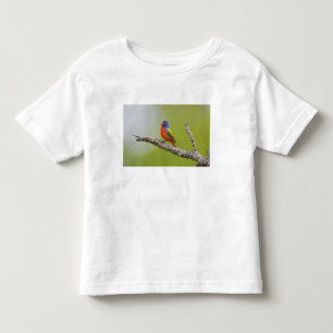 T-shirt Pour Les Tous Petits Peint Bunting Passerina ciris) chant masculin