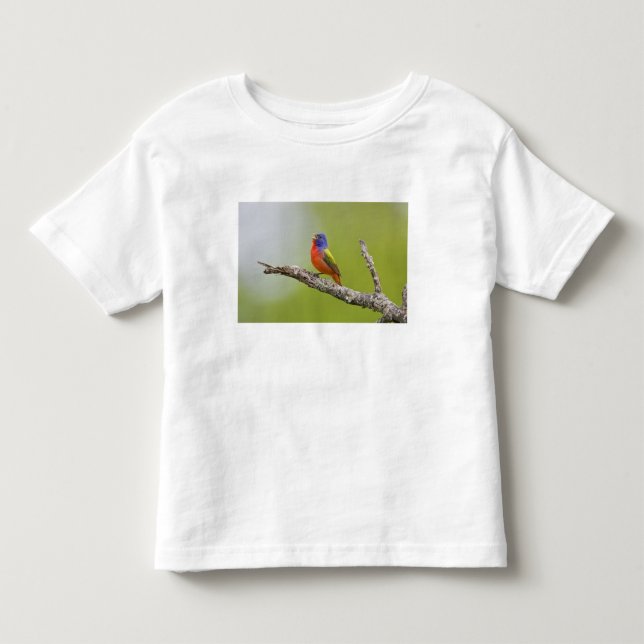 T-shirt Pour Les Tous Petits Peint Bunting Passerina ciris) chant masculin (Devant)