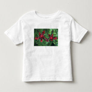 T-shirt Pour Les Tous Petits Pinceau indien, Banff NP, Alberta, Canada 2