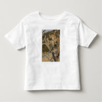 Puma, aka couguar, cougar; Puma concolor, 2
