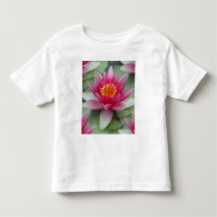 Rose Lotus Water Lily