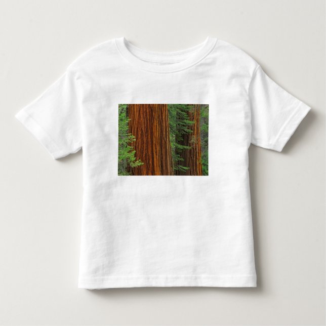 T-shirt Pour Les Tous Petits Troncs géants de Sequoia en forêt, Yosemite (Devant)