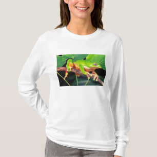 T-shirt Rainette singe bicolore géante, Phyllomedusa
