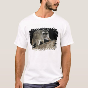 T-shirt Raton laveur commun, Procyon lotor