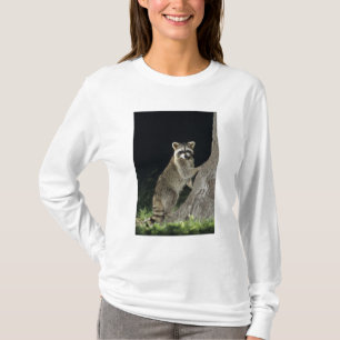 T-shirt Raton laveur commun, Procyon lotor, adulte dans un