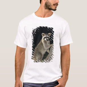 T-shirt Raton laveur commun, Procyon lotor, adulte dans un