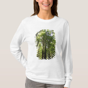 T-shirt Redwood Forest, Rotorua (Nouvelle-Zélande)