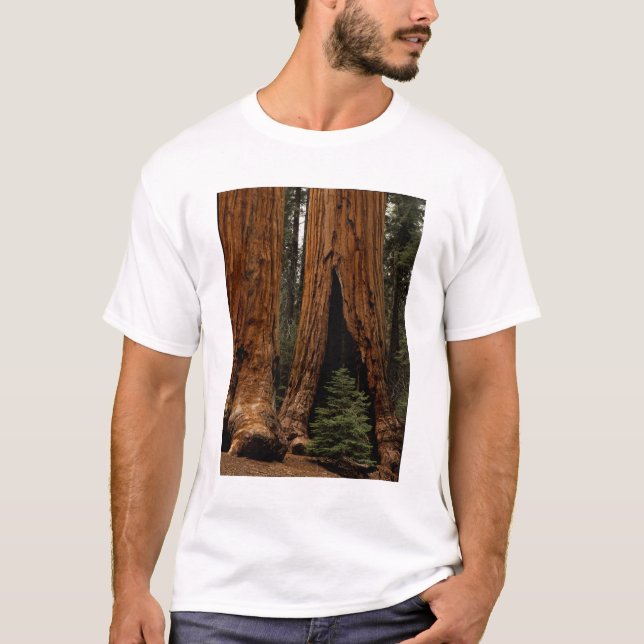 T-shirt Redwood Trees, Sequoia National Park. (Devant)