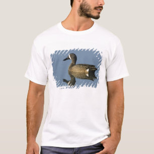 T-shirt Sarcelle à ailes bleues, Anas discors,mâle, Port