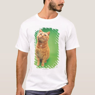 T-shirt Séance de chat de gingembre, regardant vers le