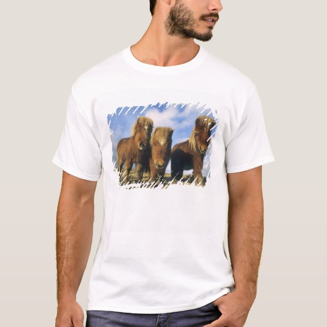 T-shirt Shetland Pony, îles Shetland continentales (Devant)