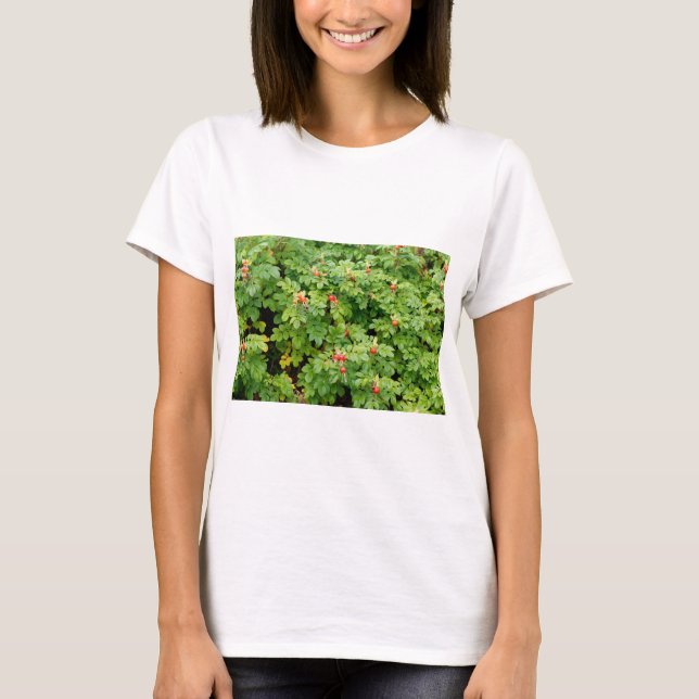 T-shirt Sitka Rose Bush avec beaucoup de roses rouges Gros (Devant)