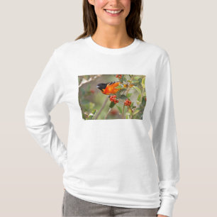 T-shirt South Padre Island, Texas, États-Unis, Oriole de B