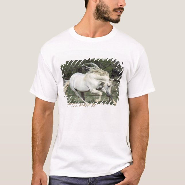 T-shirt Stallion andalou courant, PR (Devant)