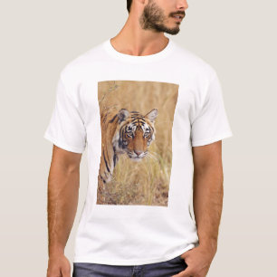 T-shirt Tigre royal du Bengale