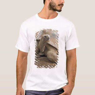 T-shirt Tortue terrestre des Seychelles Aldabran