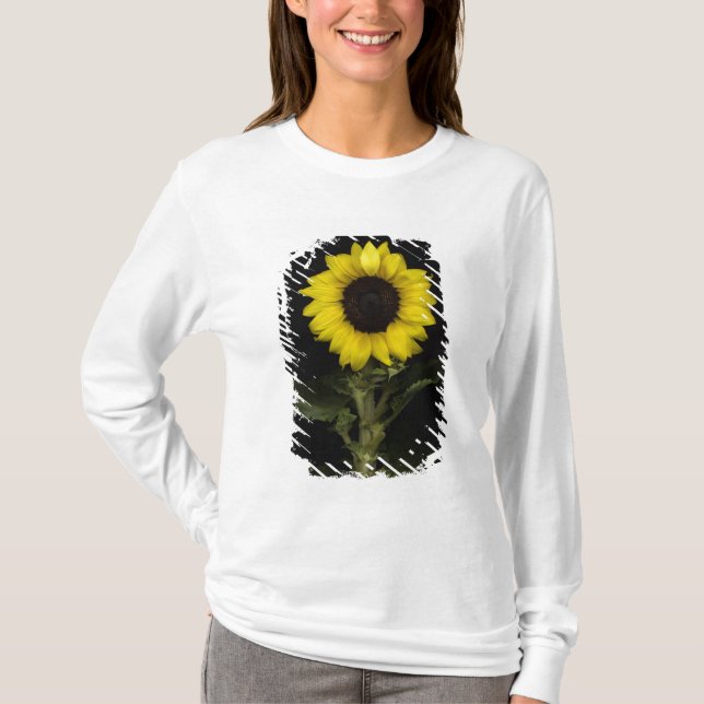 T-shirt Tournesol 11 (Devant)