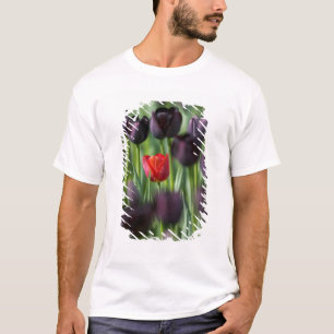 T-shirt Tulipes dans les jardins de Keukenhof, Amsterdam,