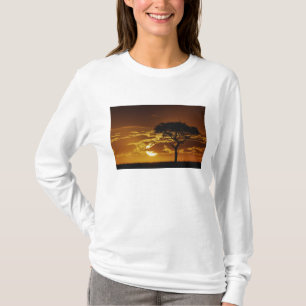 T-shirt Umbrella Thorn Acacia, Acacia tortilis,