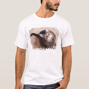 T-shirt Un chat tigré recherchant