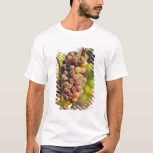 T-shirt Une grappe de raisin Semillon moisie à Ch Raymond
