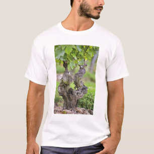 T-shirt Une très vieille vigne dans le vignoble du Clos de
