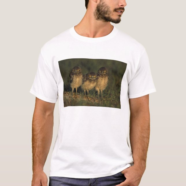 T-shirt USA, Floride, Cap Coral. Trois Chouettes (Devant)