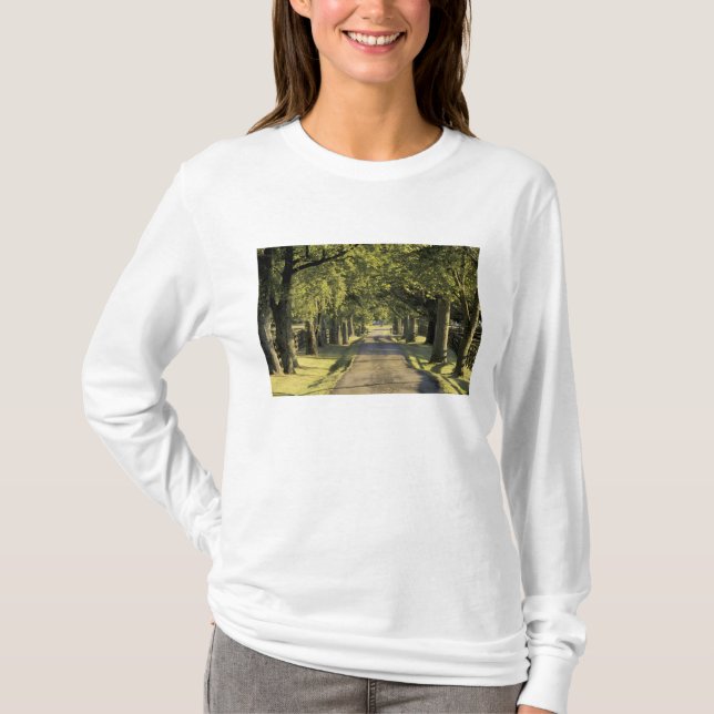 T-shirt USA, Kentucky, Lexington. allée bordée d'arbres, (Devant)
