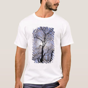 T-shirt USA, Kentucky, Lexington. Arbre rétroéclairé et