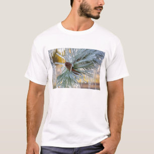 T-shirt USA, Oregon, Bend. Les aiguilles de pin de Pondero
