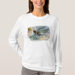 T-shirt USA, Oregon, Bend. Les aiguilles de pin ponderosa