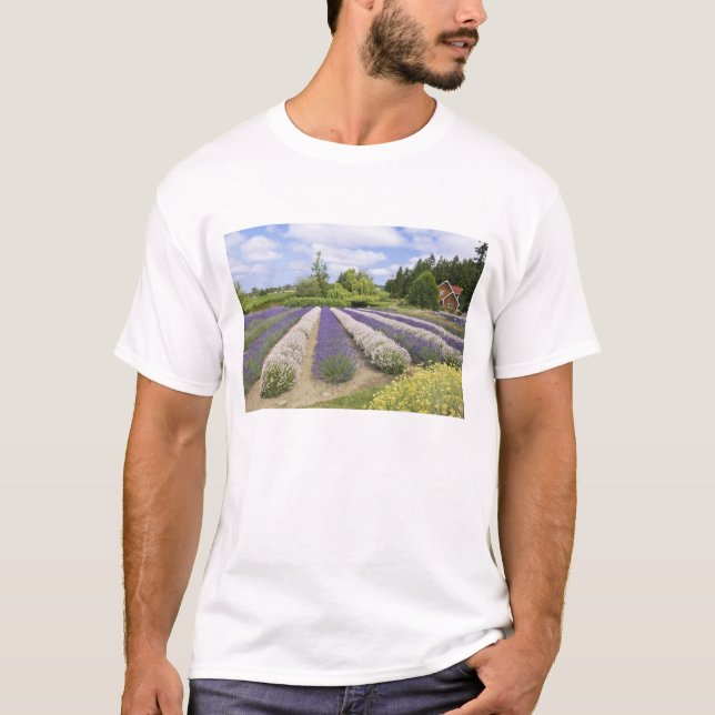 T-shirt USA, WA, Sequim, Purple Haze Lavender Farm (Devant)