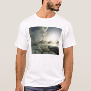 T-shirt USA, Wyoming, Parc National de Yellowstone. Soleil