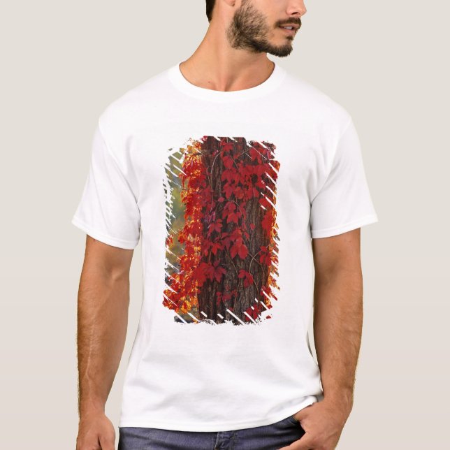 T-shirt Virginia Creeper rouge vif en automne à (Devant)