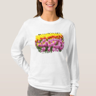 T-shirt WA, Skagit Valley, Roozengaarde Tulip Garden, 2